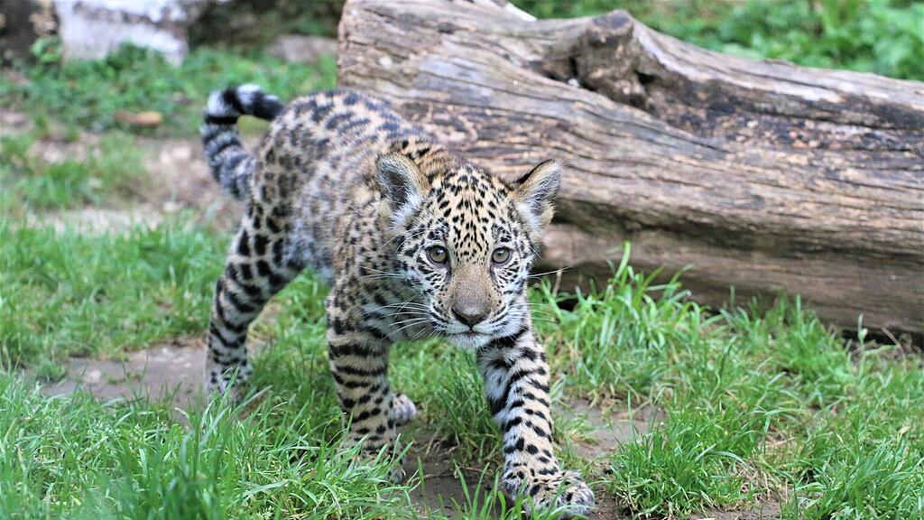 Jaguarnachwuchs