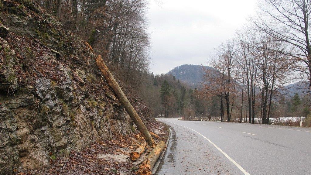Baum stürzt auf B 305