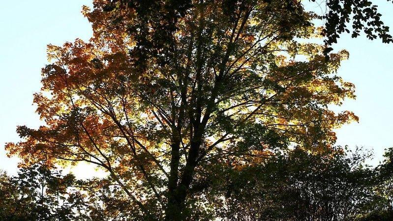 Herbstlicher Mönchsberg