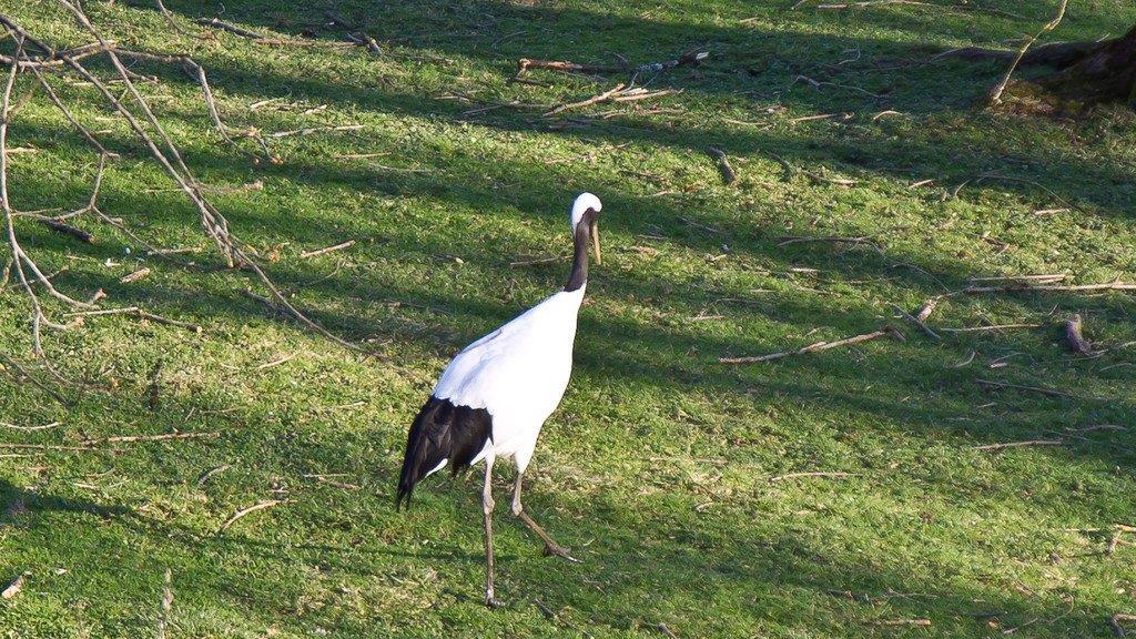Frühlingserwachen im Salzburger Zoo