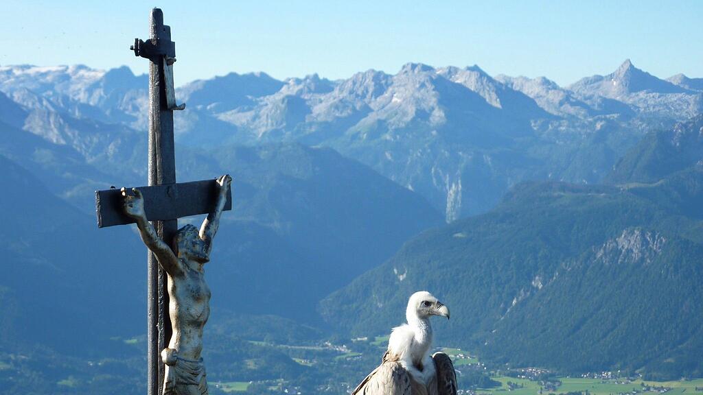 "Gundula" fliegt zwischen Salzburger und Berchtesgadener Hochthron hin und her und lässt sich geduldig von Wanderern fotografieren.