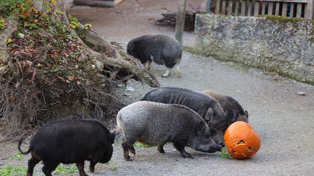 Halloween im Zoo