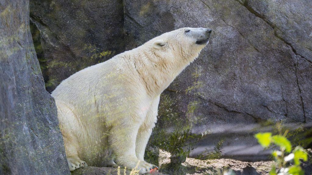 Hundstage im Tiergarten Schönbrunn