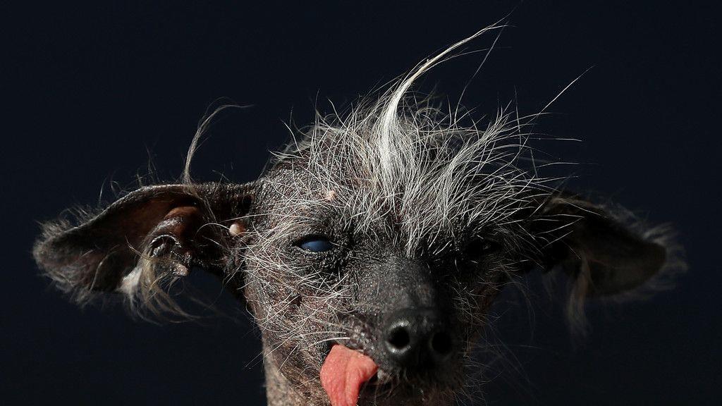 Wahl zum "Hässlichsten Hund"