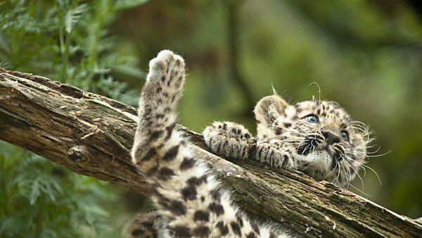 Amur-Leopard gehört zu den Gewinnern