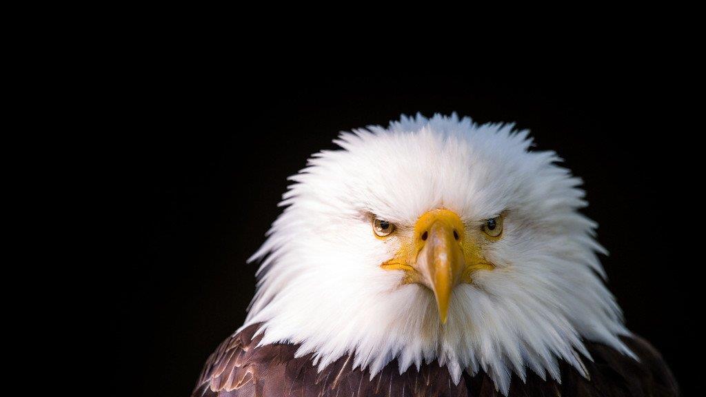 Die besten Tierbilder der Woche KW 40