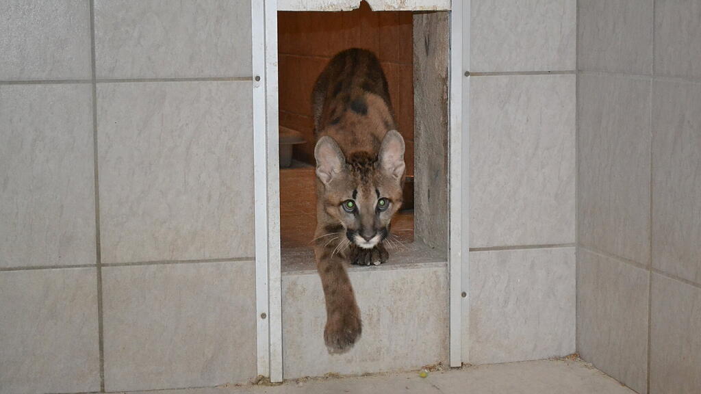 Puma-Welpe in Wohnung gehalten