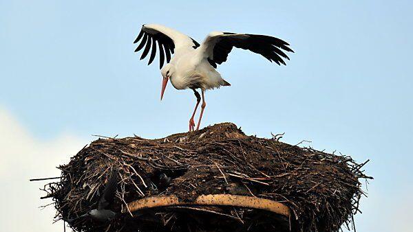 Erster Storch gelandet
