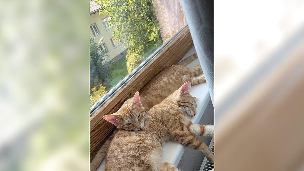 Weltkatzentag 2022