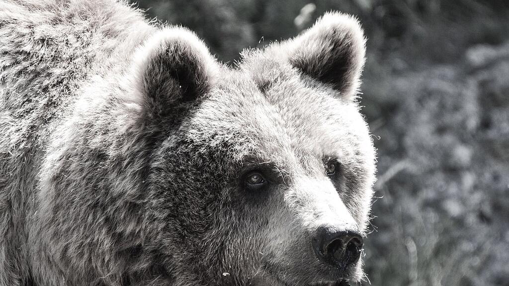 Aragon ist tot: Salzburger Zoo trauert um Braunbären