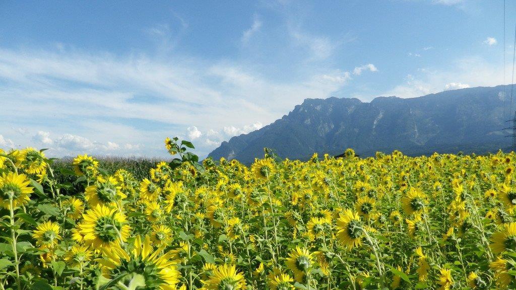 Sonnenblumenzauber in Sbg