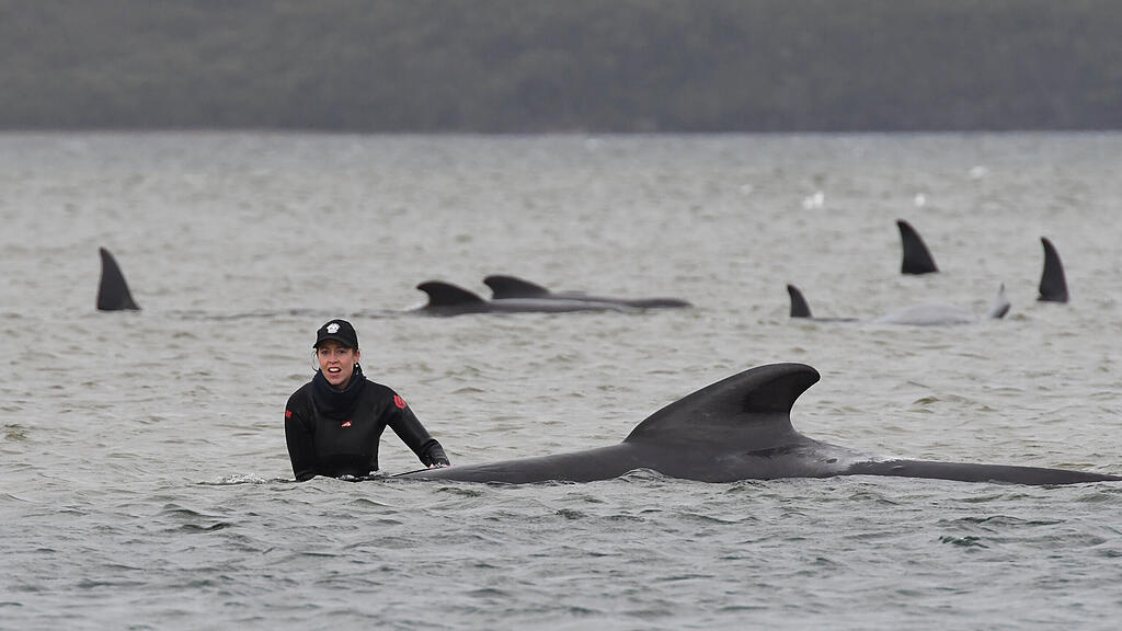 Tasmanien, Australien, Grindwale