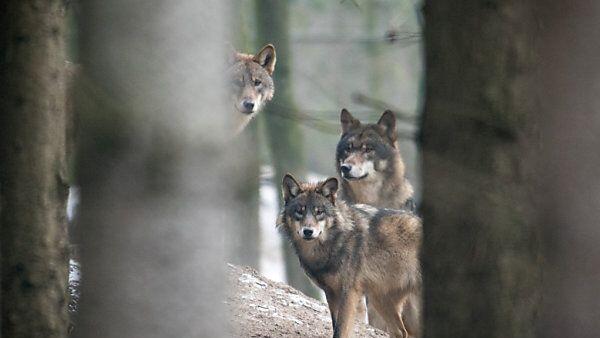 Wölfe lassen Menschen normalerweise in Ruhe
