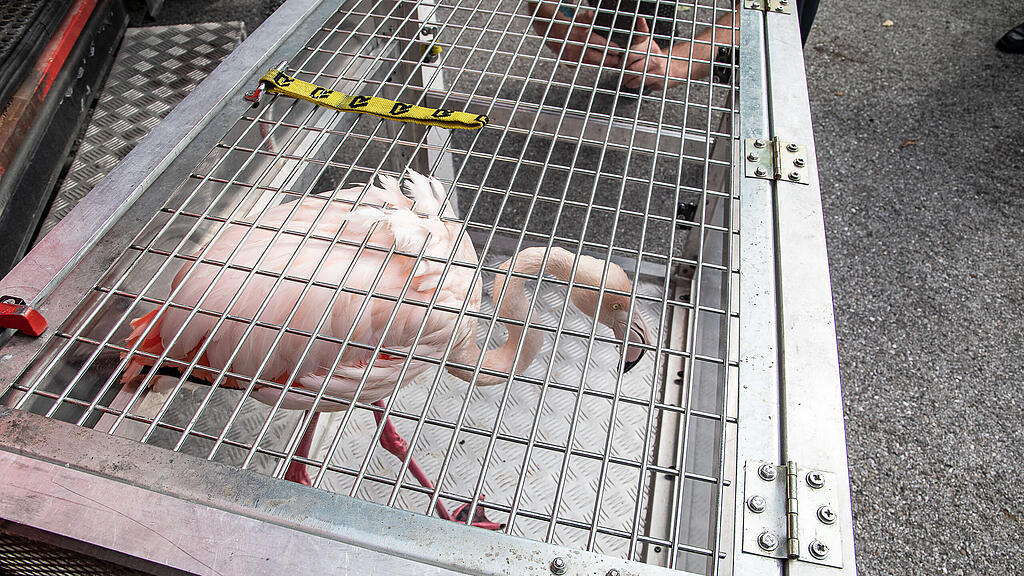 Flamingo aus Almkanal gerettet