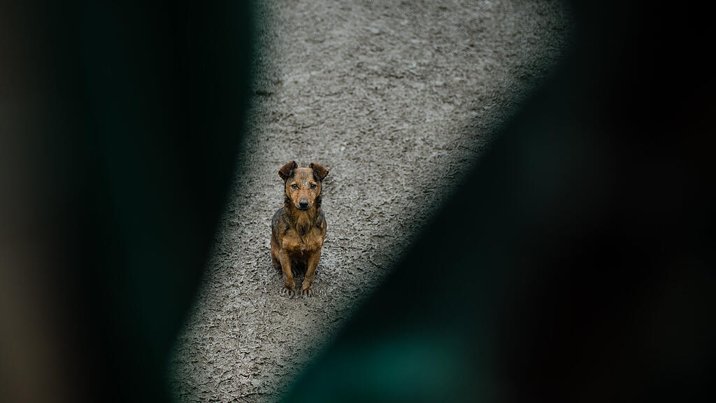 Die Hunde waren völlig verwahrlost. (Symbolbild)