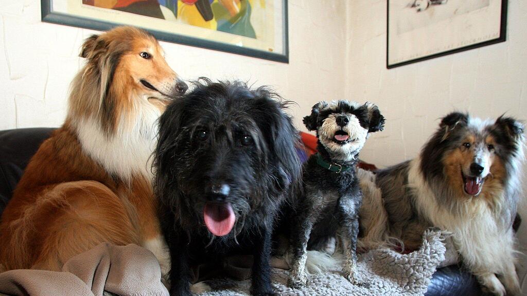 Die Chefin eines Hundehotels stand am Freitag in Salzburg vor Gericht. Sie musste sich wegen Betruges verantworten.