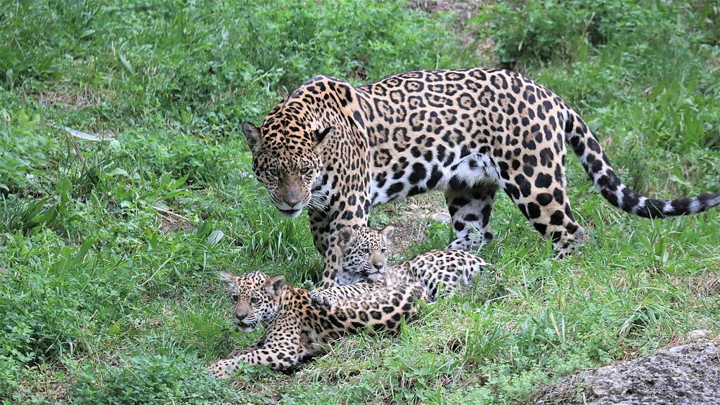 Jaguarnachwuchs
