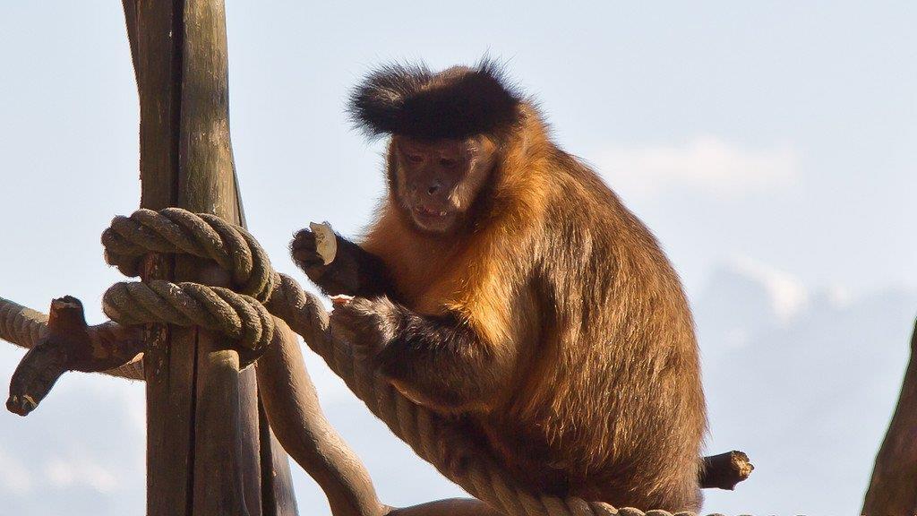 Frühlingserwachen im Salzburger Zoo