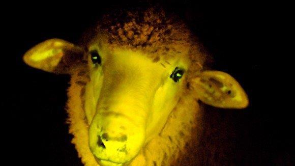 Uruguay: Genforscher schufen leuchtende Schafe