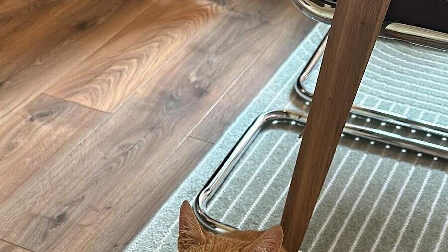 Kater Stiefel in Elixhausen vermisst
