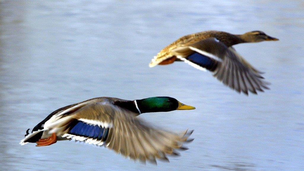Die besten Tierbilder KW 30