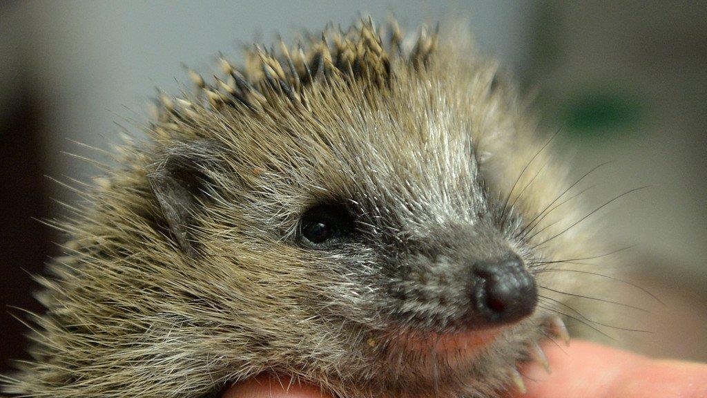 Die besten Tierbilder der Woche KW 40