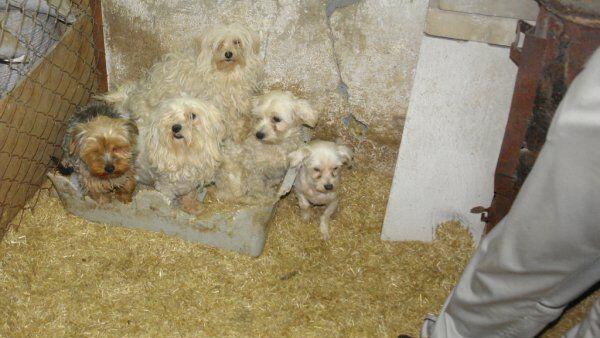 Das Paar verkaufte Hundewelpen aus der Slowakei