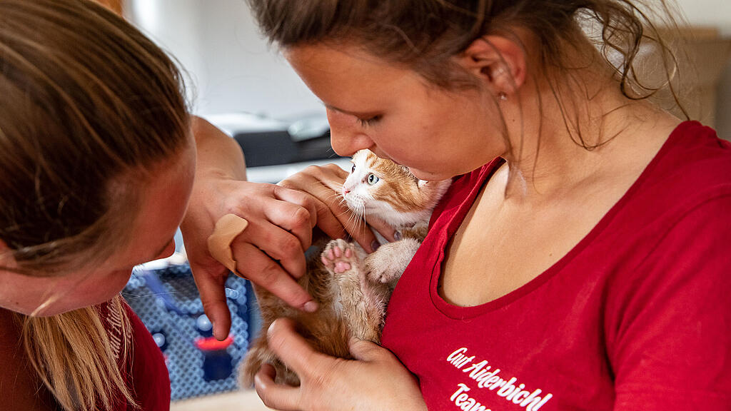 Katze, Gut Aiderbichl