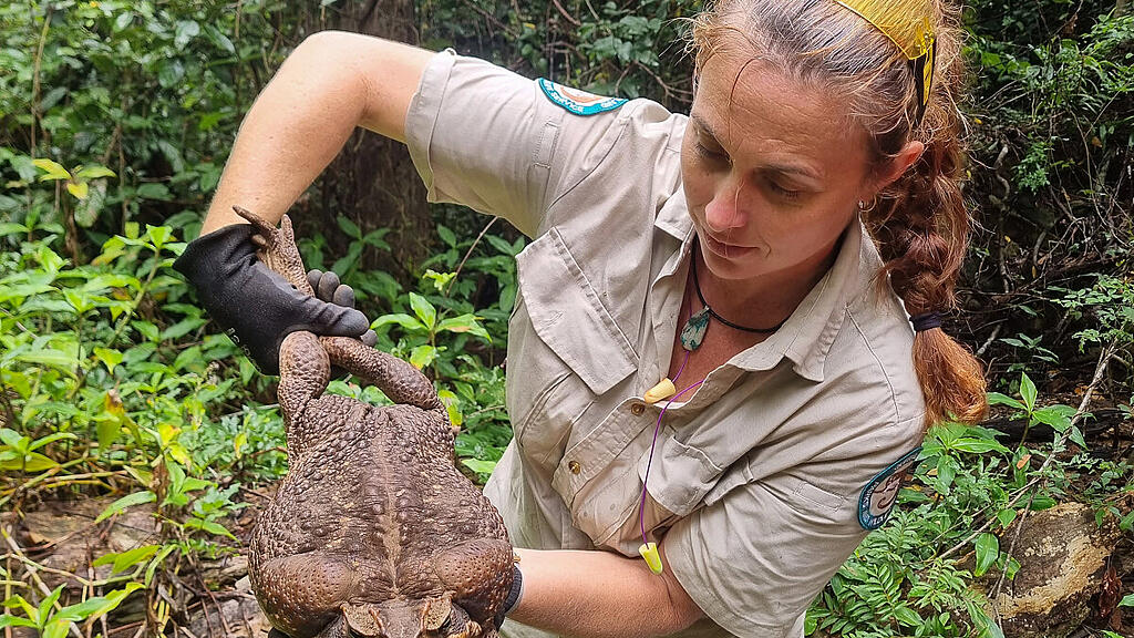 "Toadzilla" stellt vermutlich einen neuen Weltrekord auf