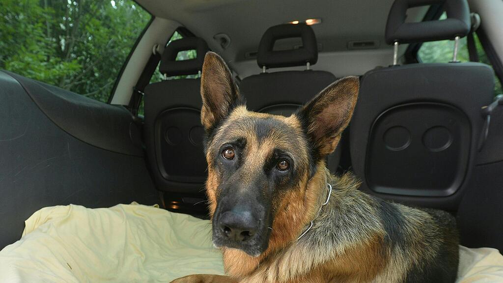 Hund, Hitze, Auto