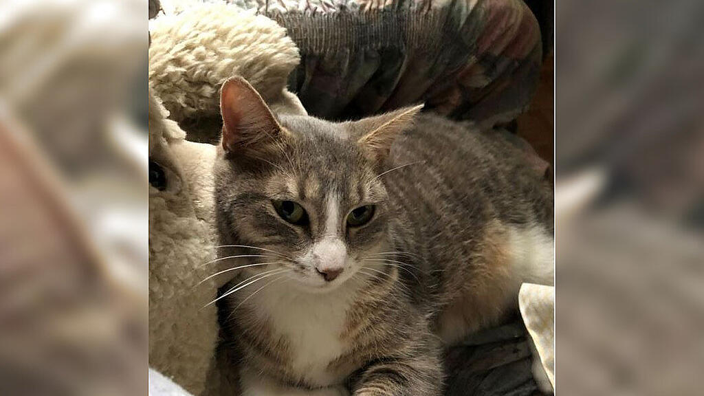 Katze "Minnie" in Salzburg-Josefiau vermisst