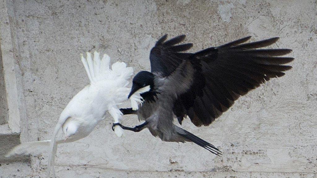 Vögel attackieren Friedenstauben