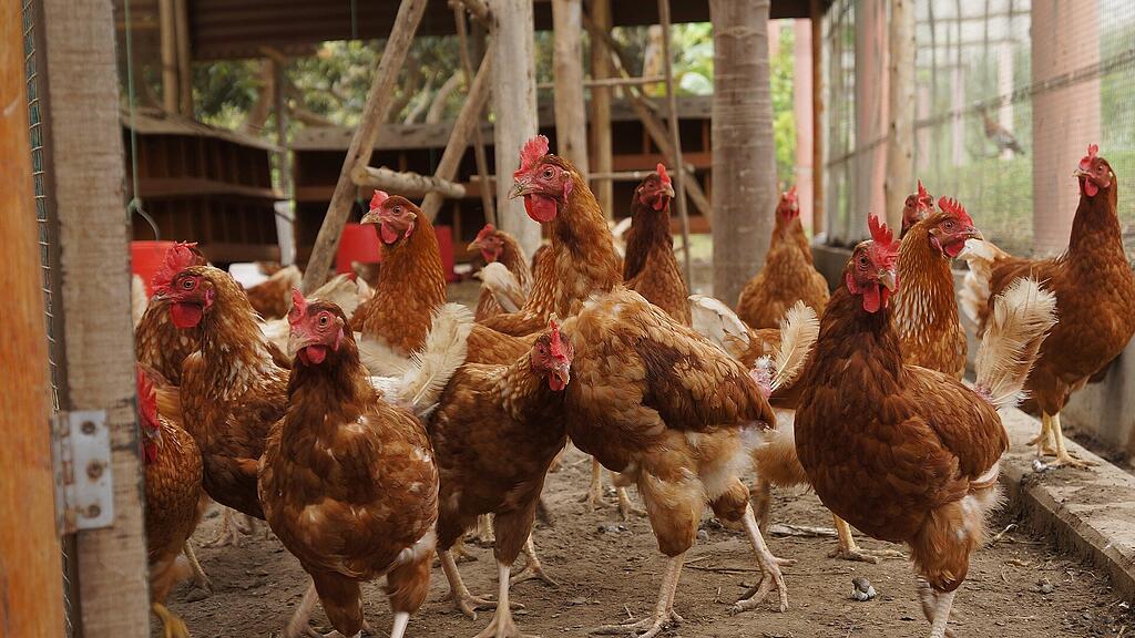 symb_huhn, symb_hühner, symb_Geflügel, symb_henne
