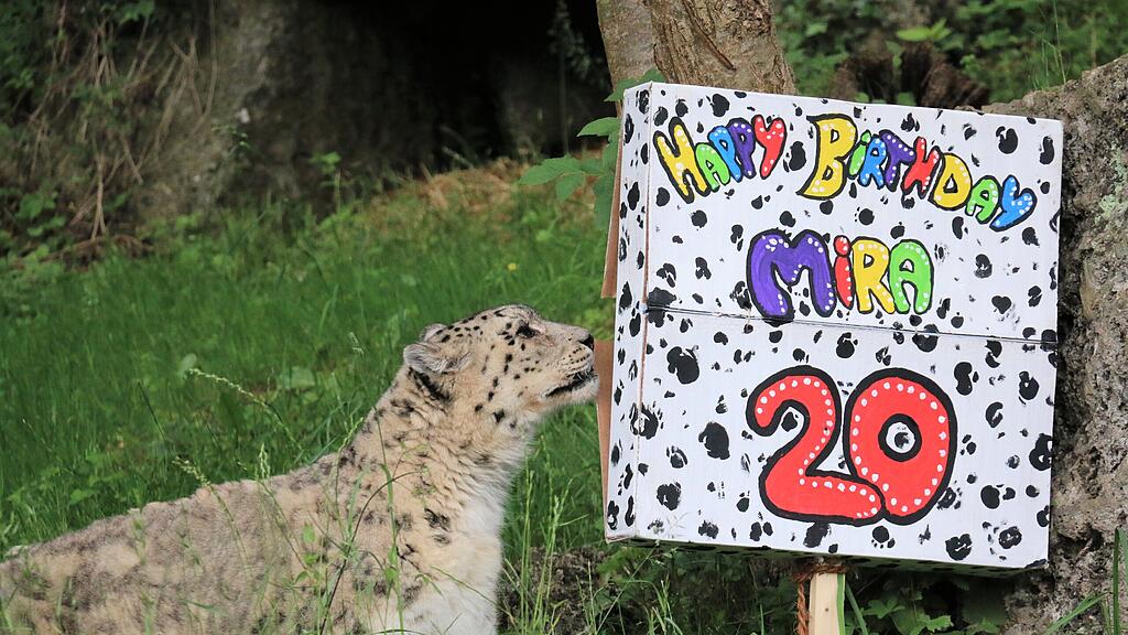 Schneeleopard_Geburtstag