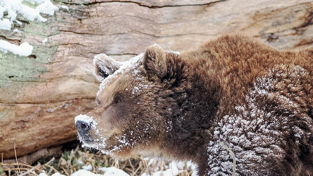 Braunbärin Losa erlebt ihr weißes Wunder_c_ZooSBG_Angelika_Köppl (47) klein .JPG