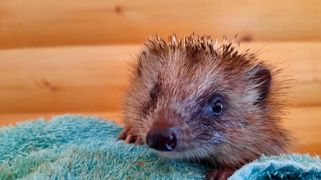 Gerettetes Igel-Waisenkind
