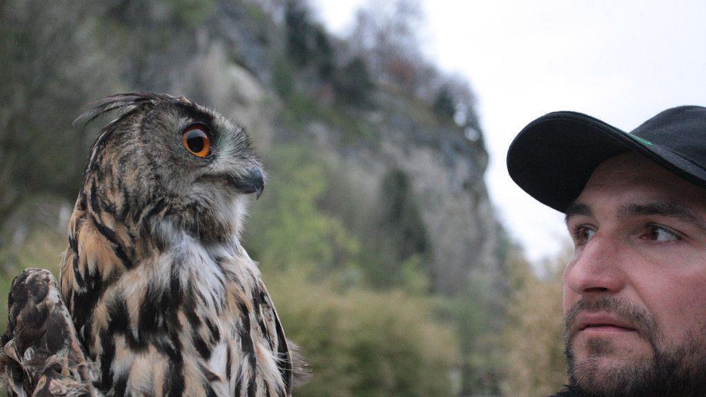 Uhu "Hugo" in Freiheit entlassen