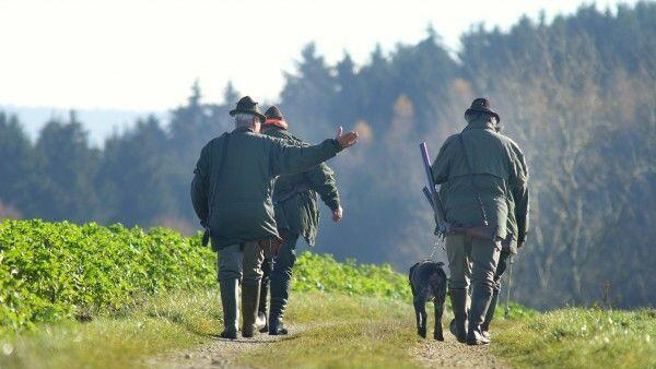 Im nahegelegenen Wald fand eine Treibjagd statt.