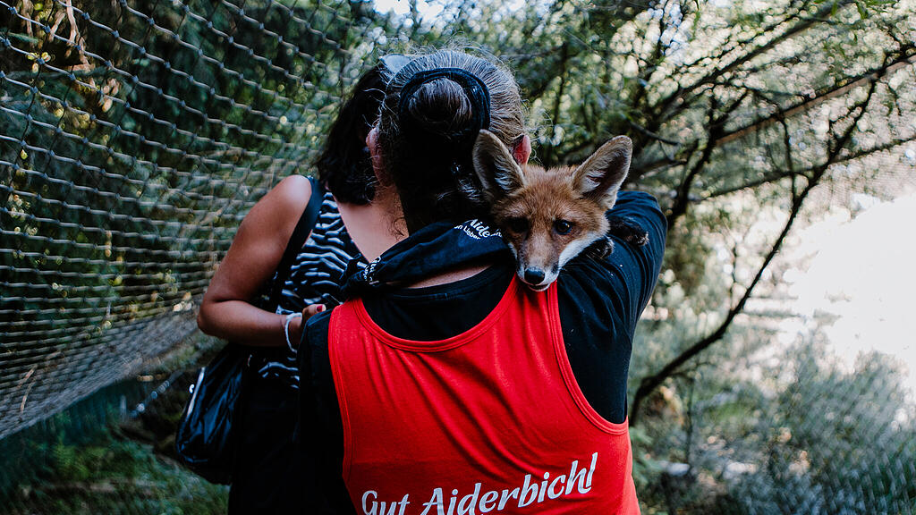 Fuchs-Waisenbaby Stella, Gut Aiderbichl