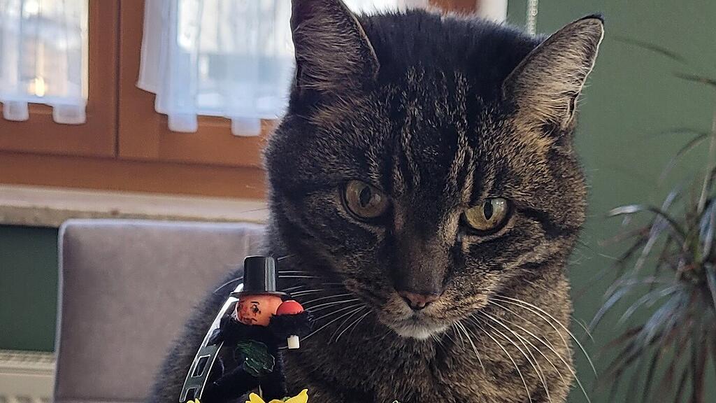 Weltkatzentag 2025