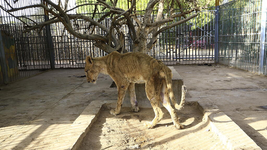 Löwen in Zoo in Sudan