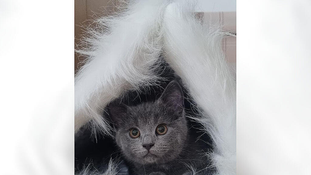 Weltkatzentag 2022