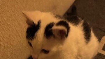 Weltkatzentag 2025