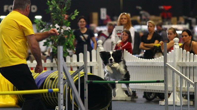 Festival der Hunde