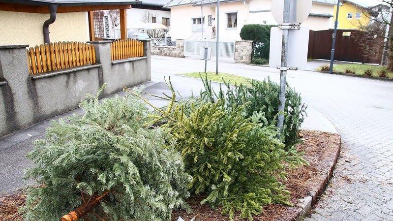 Christbaum-Entsorgung