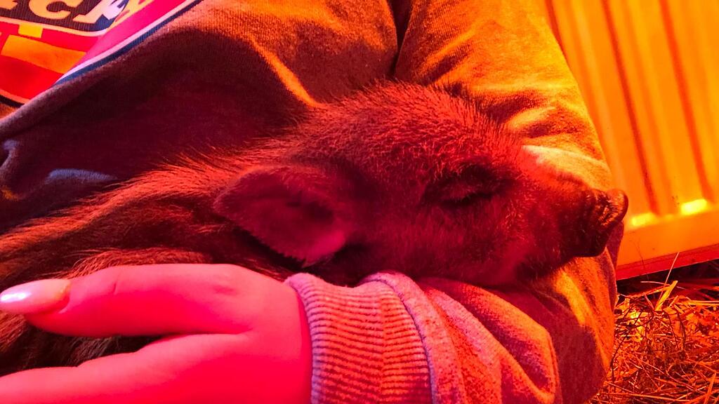 Verlassenes Wildschwein-Baby in Niederösterreich