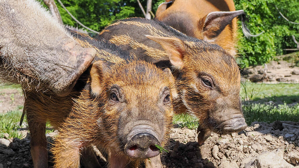 Gut behüteter Nachwuchs bei den Pinselohrschweinen_c_ZooSBG_Angelika Köppl (8).jpg
