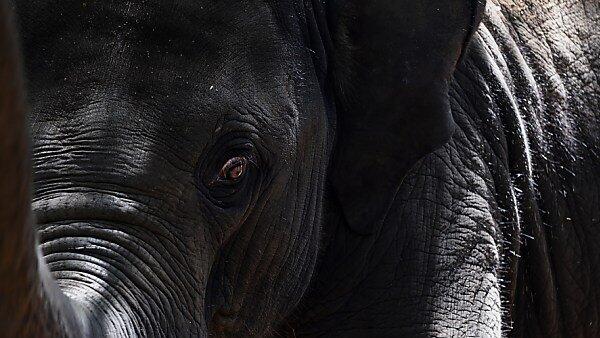 Elefant hatte bei Duell um Dickhäuterdame den Kürzeren gezogen