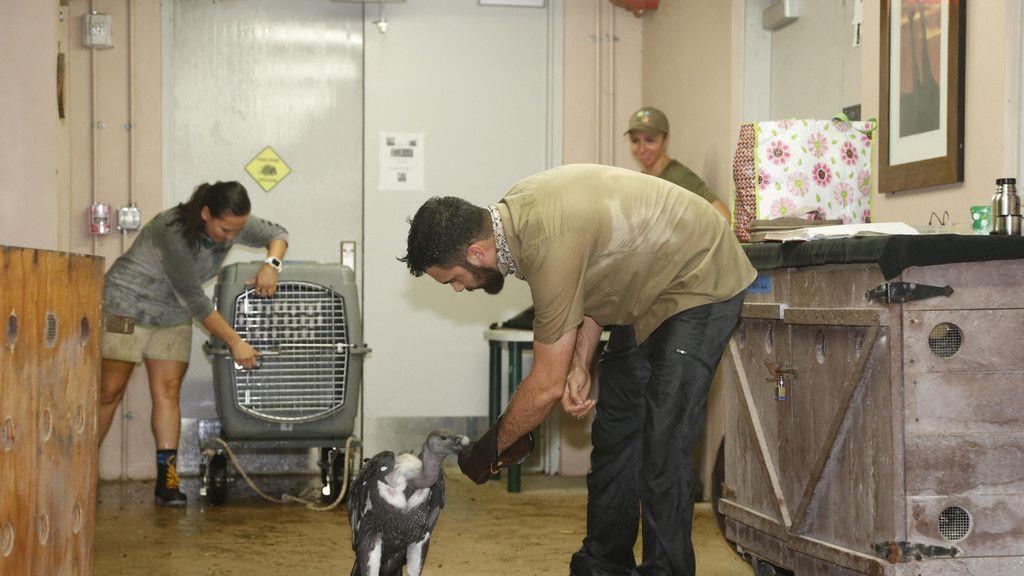 "Irma": Tiere im Zoo Miami in Sicherheit gebracht