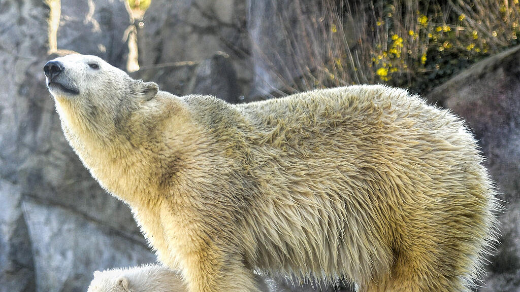 Eisbär, Wien, Schönnbrunn